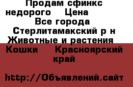 Продам сфинкс недорого  › Цена ­ 1 000 - Все города, Стерлитамакский р-н Животные и растения » Кошки   . Красноярский край